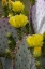 Picture of PURPLE PRICKLY PEAR CACTUS FLOWERING AT THE ARIZONA SONORAN DESERT MUSEUM IN TUCSON-ARIZONA-USA