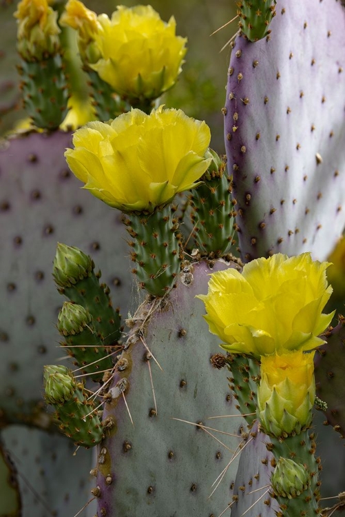 Picture of PURPLE PRICKLY PEAR CACTUS FLOWERING AT THE ARIZONA SONORAN DESERT MUSEUM IN TUCSON-ARIZONA-USA