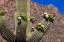 Picture of SAGUARO CACTUS FLOWERING IN SAGUARO NATIONAL PARK IN TUCSON-ARIZONA-USA