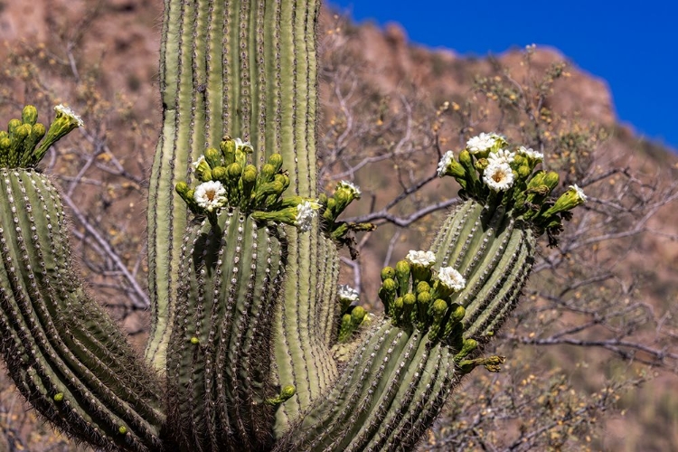 Picture of SAGUARO CACTUS FLOWERING IN SAGUARO NATIONAL PARK IN TUCSON-ARIZONA-USA