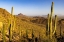 Picture of SAGUARO CACTUS ALONG THE HUGH NORRIS TRAIL IN SAGUARO NATIONAL PARK IN TUCSON-ARIZONA-USA