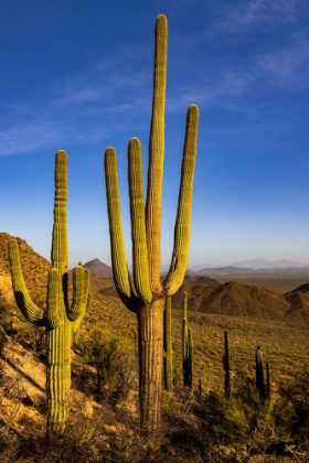 Picture of SAGUARO CACTUS ALONG THE HUGH NORRIS TRAIL IN SAGUARO NATIONAL PARK IN TUCSON-ARIZONA-USA