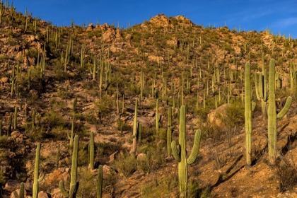 Picture of SAGUARO CACTUS ALONG THE HUGH NORRIS TRAIL IN SAGUARO NATIONAL PARK IN TUCSON-ARIZONA-USA