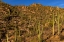 Picture of SAGUARO CACTUS ALONG THE HUGH NORRIS TRAIL IN SAGUARO NATIONAL PARK IN TUCSON-ARIZONA-USA