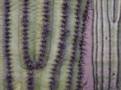 Picture of USA-ARIZONA. ORGAN PIPE CACTUS