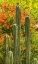 Picture of TUCSON BOTANICAL GARDENS-TUCSON-ARIZONA.