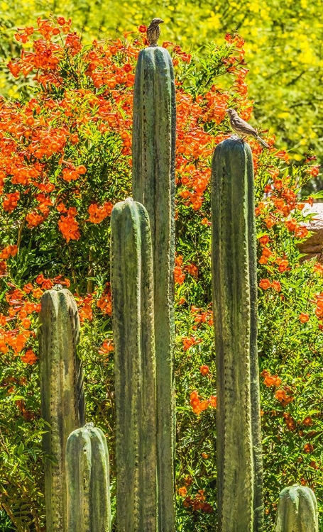 Picture of TUCSON BOTANICAL GARDENS-TUCSON-ARIZONA.