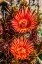 Picture of RED YELLOW BLOSSOMS FISHHOOK BARREL CACTUS BLOOMING-TUCSON BOTANICAL GARDENS-TUCSON-ARIZONA.