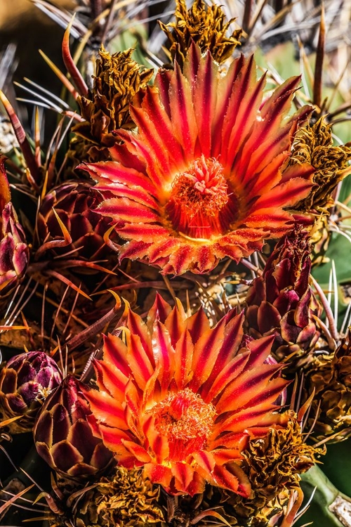 Picture of RED YELLOW BLOSSOMS FISHHOOK BARREL CACTUS BLOOMING-TUCSON BOTANICAL GARDENS-TUCSON-ARIZONA.