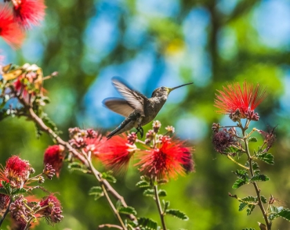 Picture of ANNAS HUMMINGBIRD FLYING-TUCSON BOTANICAL GARDENS-TUCSON-ARIZONA.