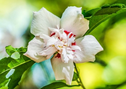 Picture of ROSE MALLOW FANCY HIBISCUS FLOWER-BOTANICAL GARDEN-TUCSON-ARIZONA.