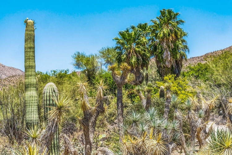 Picture of SAGUARO CACTUS-SAGUARO NATIONAL PARK SONORAN DESERT-TUCSON-ARIZONA. USA.