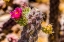 Picture of PINK BLOSSOM CANE CHOLLA CACTUS-SONORA DESERT MUSEUM-TUCSON-ARIZONA.