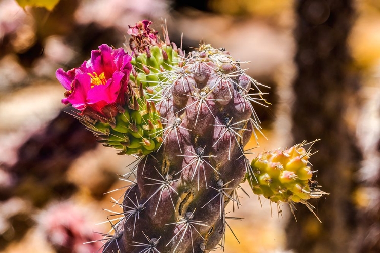 Picture of PINK BLOSSOM CANE CHOLLA CACTUS-SONORA DESERT MUSEUM-TUCSON-ARIZONA.