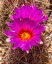 Picture of RAINBOW HEDGEHOG CACTUS BLOOMING-SONORA DESERT MUSEUM-TUCSON-ARIZONA.