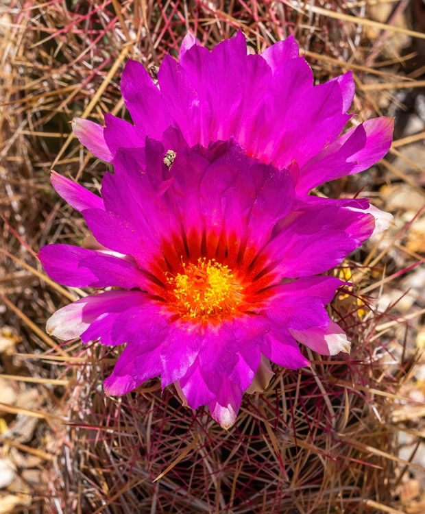 Picture of RAINBOW HEDGEHOG CACTUS BLOOMING-SONORA DESERT MUSEUM-TUCSON-ARIZONA.