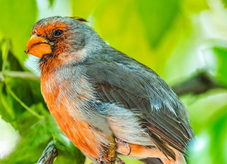 Picture of RED DESERT CARDINAL-SONORA DESERT MUSEUM-TUCSON-ARIZONA.