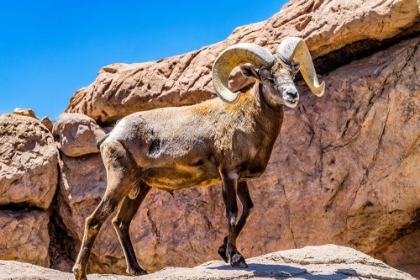 Picture of DESERT BIGHORN SHEEP-SONORA DESERT MUSEUM-TUCSON-ARIZONA.