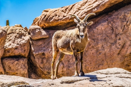 Picture of YOUNG MALE DESERT BIGHORN SHEEP-SONORA DESERT MUSEUM-TUCSON-ARIZONA.