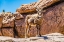 Picture of YOUNG MALE DESERT BIGHORN SHEEP-SONORA DESERT MUSEUM-TUCSON-ARIZONA.
