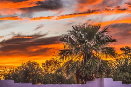 Picture of SUNSET PALM TREE-TUCSON-ARIZONA. USA.