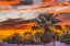 Picture of SUNSET PALM TREE-TUCSON-ARIZONA. USA.