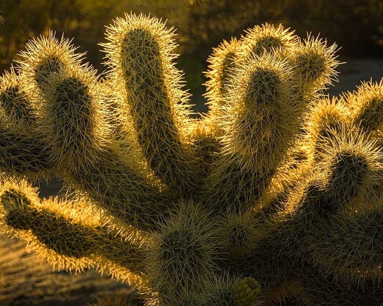 Picture of USA-CALIFORNIA-ANZA-BORREGO DESERT STATE PARK. BACKLIT DESERT CACTUS.