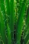 Picture of USA-CALIFORNIA-ANZA-BORREGO DESERT STATE PARK. BACKLIT BISMARCK PALM LEAVES.