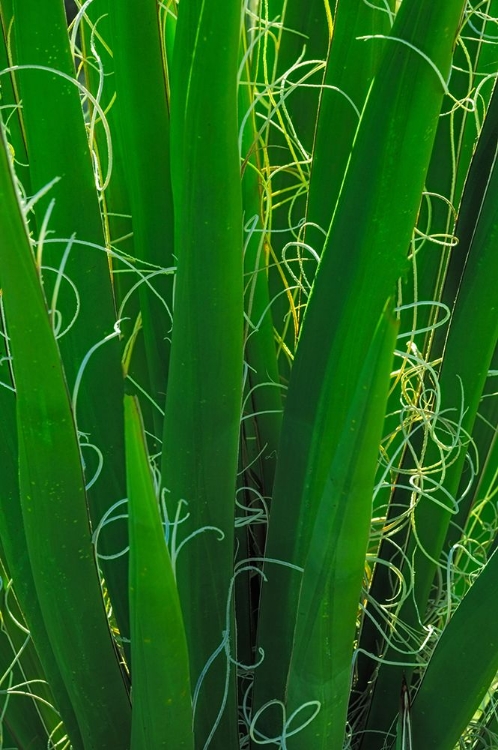 Picture of USA-CALIFORNIA-ANZA-BORREGO DESERT STATE PARK. BACKLIT BISMARCK PALM LEAVES.