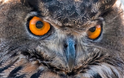 Picture of CLOSE-UP OF EURASIAN OWL-CALIFORNIA-USA