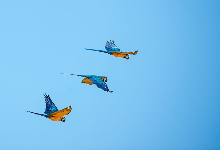 Picture of TRIO OF BLUE AND YELLOW MACAWS FLY TOGETHER IN LOTUS-CALIFORNIA-USA