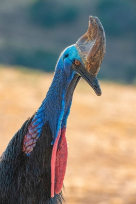 Picture of CAPTIVE CASSOWARY IS A SPECIES ORIGINALLY FOUND IN PAPUA-NEW GUINEA.