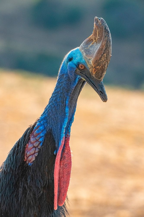 Picture of CAPTIVE CASSOWARY IS A SPECIES ORIGINALLY FOUND IN PAPUA-NEW GUINEA.