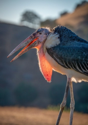 Picture of BACKLIT VIEW OF A MARABOU STORK-LOTUS-CALIFORNIA-USA.