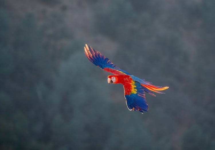 Picture of RED AND GOLD MACAW FLYING-LOTUS-CALIFORNIA-USA.