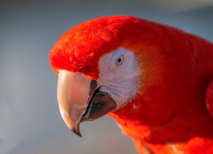 Picture of CLOSE-UP OF RED AND BLUE MACAW-LOTUS-CALIFORNIA-USA.