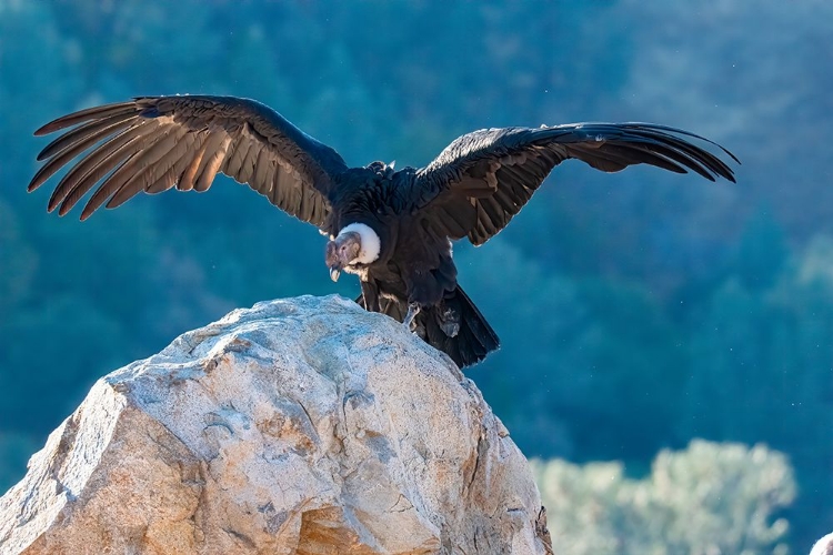 Picture of ANDEAN CONDORS WINGSPREAD-MEASURES TEN FEET FROM WINGTIP TO WINGTIP.