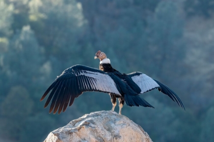 Picture of ANDEAN CONDORS WINGSPREAD-MEASURES TEN FEET FROM WINGTIP TO WINGTIP.