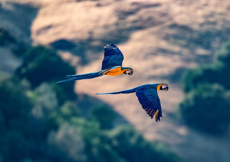 Picture of CAPTIVE BLUE AND GOLD MACAWS FLY TOGETHER-LOTUS-CALIFORNIA-USA.