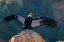 Picture of CAPTIVE ANDEAN CONDOR STRETCHES ITS WINGS IN LOTUS-CALIFORNIA-USA.