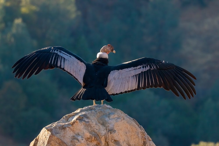 Picture of CAPTIVE ANDEAN CONDOR STRETCHES ITS WINGS IN LOTUS-CALIFORNIA-USA.