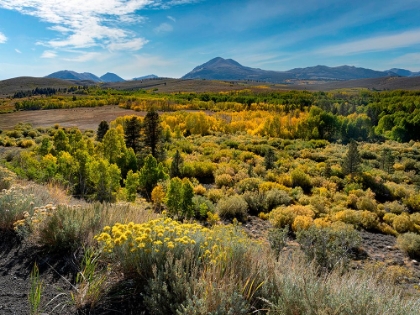 Picture of FALL-ASPEN LEAVES GLOW BRIGHTLY AT CONWAY SUMMIT-SIERRA NEVADA-CALIFORNIA.