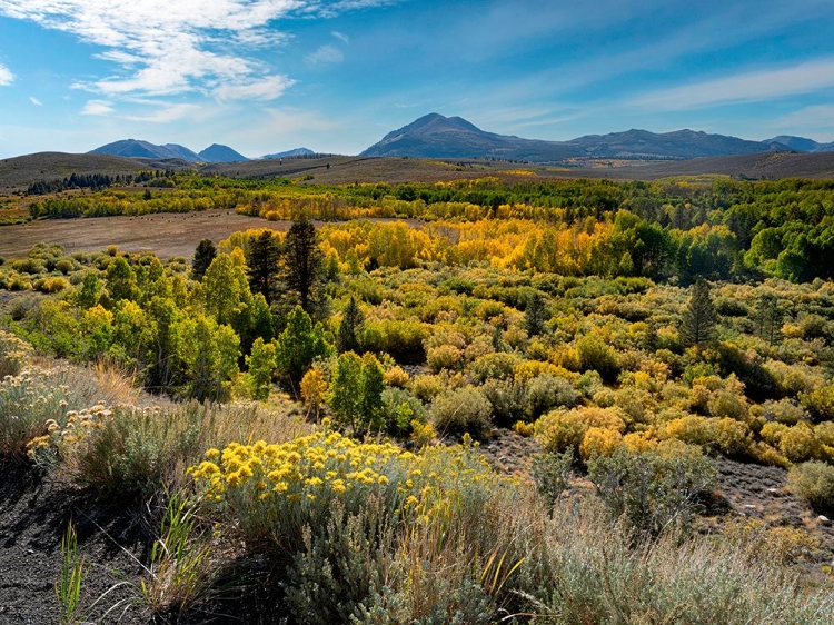 Picture of FALL-ASPEN LEAVES GLOW BRIGHTLY AT CONWAY SUMMIT-SIERRA NEVADA-CALIFORNIA.