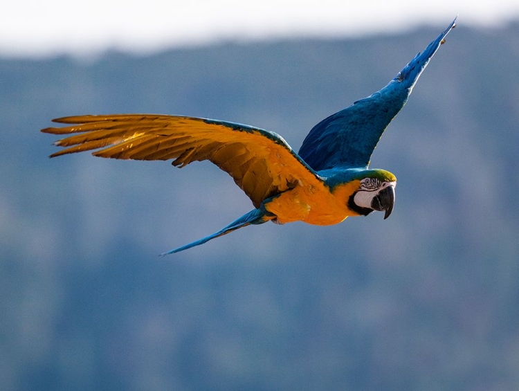 Picture of CAPTIVE BLUE AND GOLD MACAW FLYING IN LOTUS-CALIFORNIA,