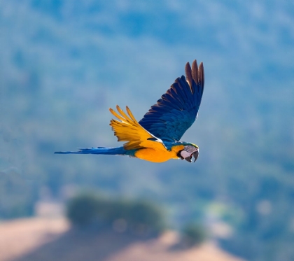 Picture of BEAUTIFUL BLUE AND GOLD MACAW SOARS ABOVE THE LOTUS VALLEY-CALIFORNIA.