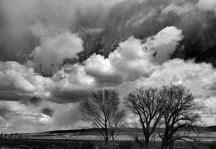Picture of WINTER COTTONWOODS REACH FOR THE SKY ALONG 395 IN THE ANTELOPE VALLEY.