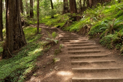 Picture of MUIR WOODS