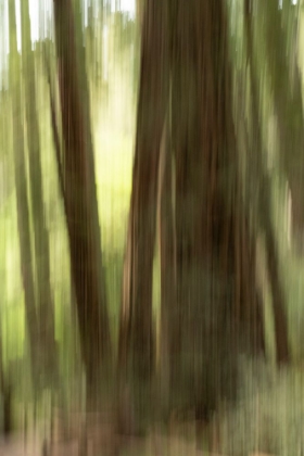 Picture of ABSTRACT TREES