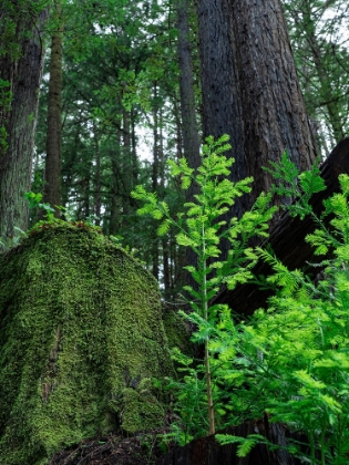 Picture of USA-CALIFORNIA. JEDEDIAH SMITH REDWOODS STATE PARK-TREE SAPLINGS AND MOSS-COVERED STUMP IN FOREST