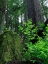Picture of USA-CALIFORNIA. JEDEDIAH SMITH REDWOODS STATE PARK-TREE SAPLINGS AND MOSS-COVERED STUMP IN FOREST